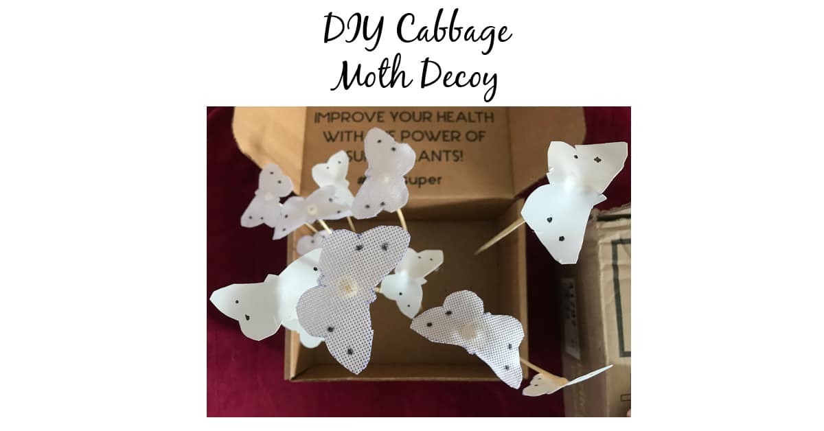 Make A Decoy For Cabbage Moths Angie's Recipe Garden