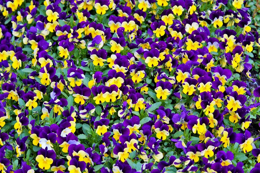 Grow pansies in a variety of colors like this purple and yellow variety.