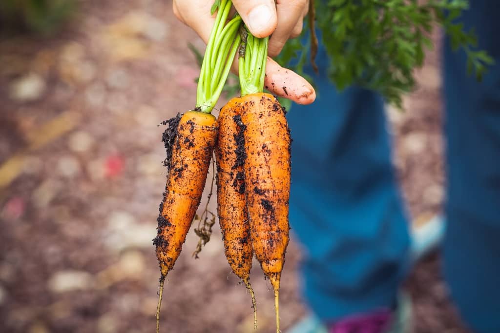 Fresh carrots from the garden with dirt