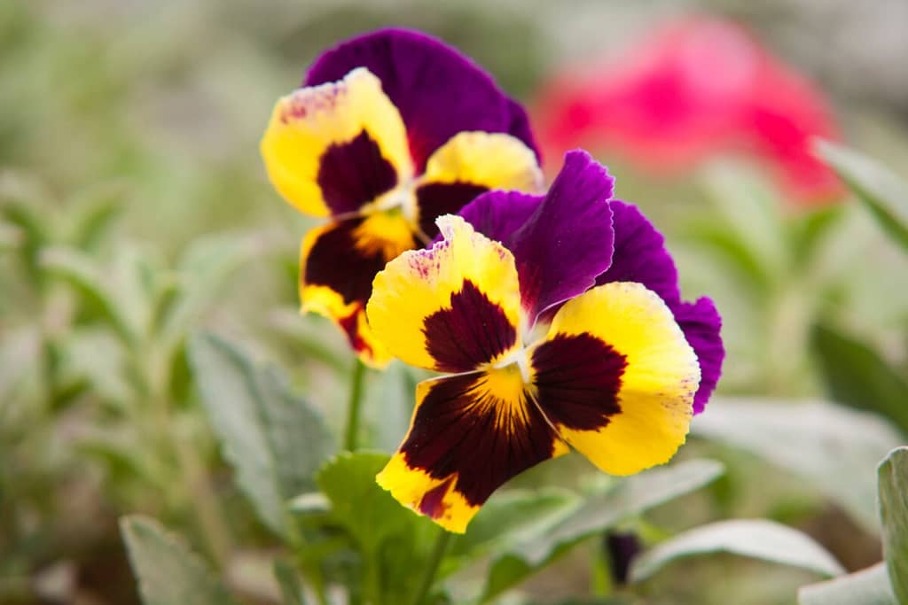 Grow pansies in a variety of colors like this purple, brown and yellow variety.