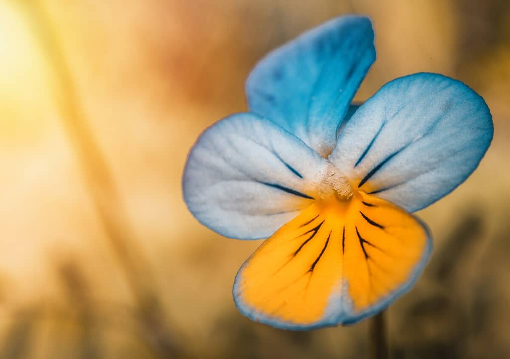 Grow pansies in a variety of colors like this blue, white and yellow variety.