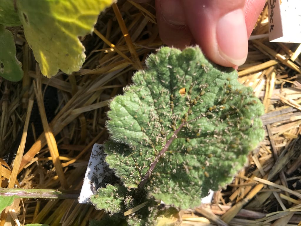 Unknown bugs on radish leaves are part of gardening