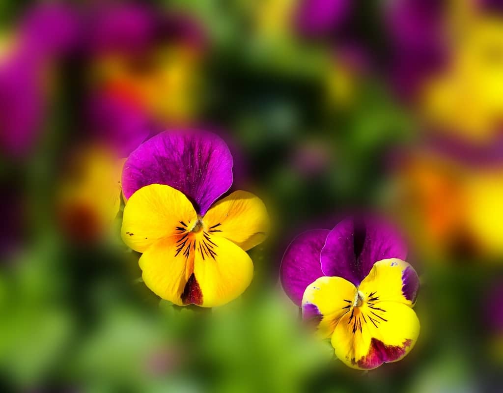 Grow pansies in a variety of colors like this pink and yellow variety.