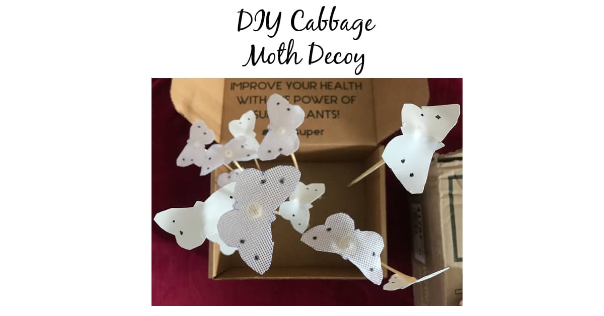 Worry Less About Cabbage Moths This Year
