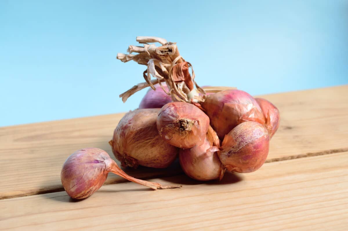 Onions Are Like Magic in your garden - grow beautiful yellow onions to deter pests this year!