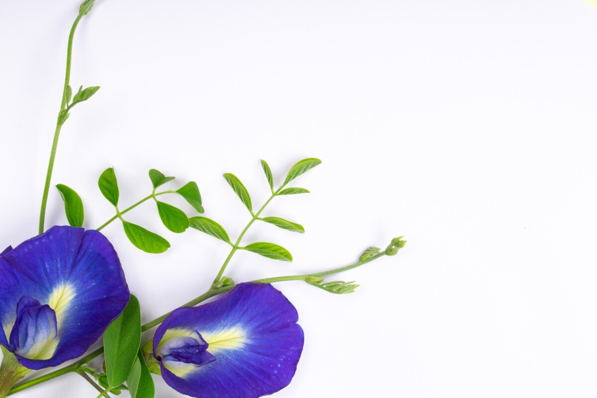 Beautiful Butterfly Pea Flower sits on a white surface showcasing it's purple leaves with yellow centers. The green leaves contrast against the purple beautifully.