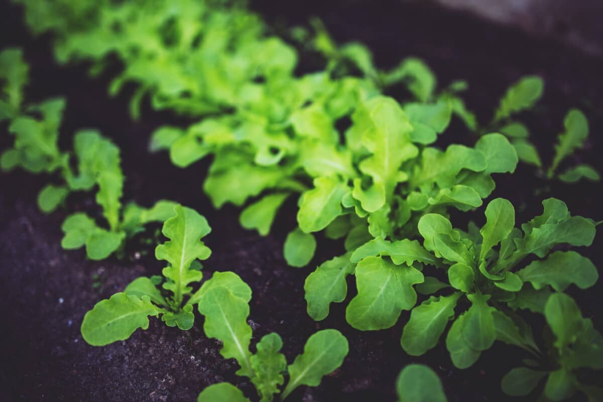 Vibrant green lettuce grows in the garden. Learn how to grow lettuce and seize your summer garden.