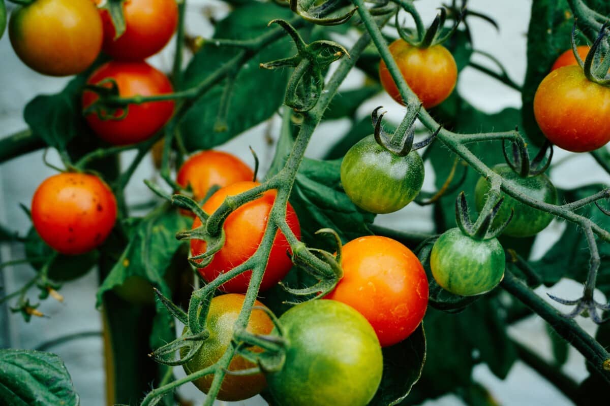 Bright red and green tomatoes thrive in summer, a great way to seize your summer garden.