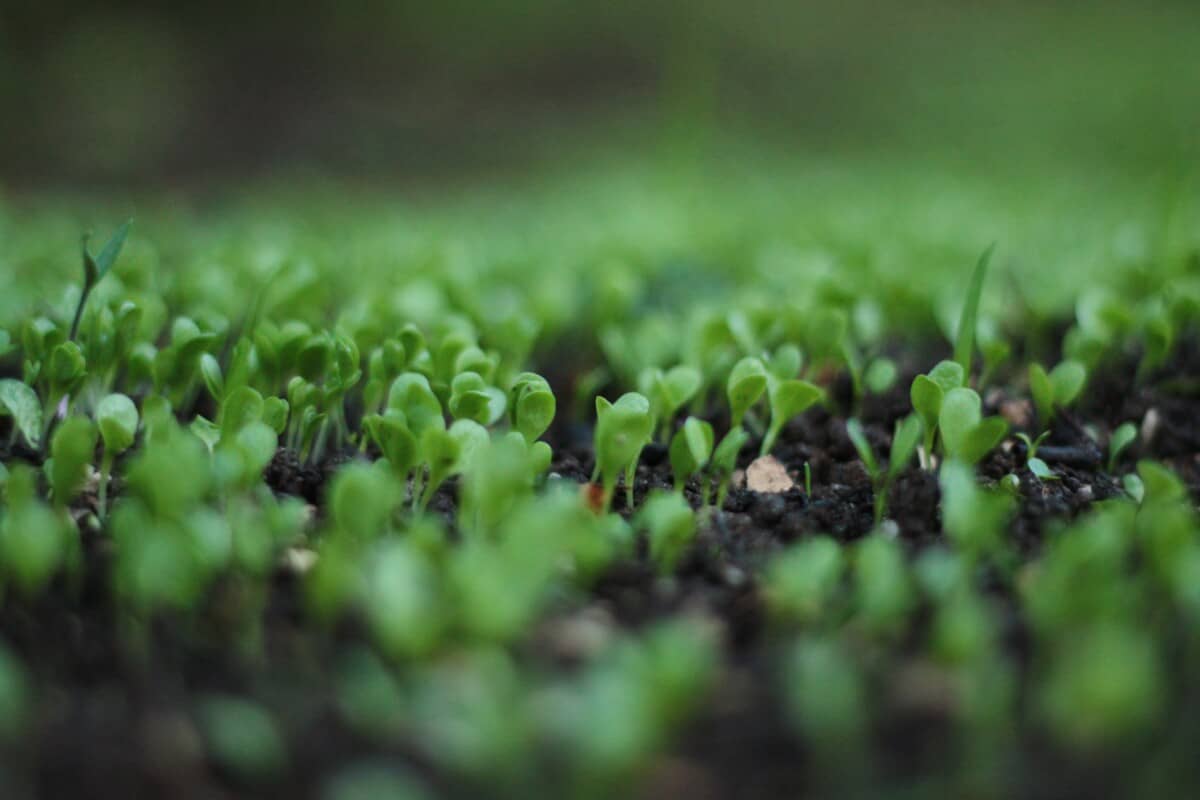 Angie announces a new series on the differences between Sprouts And Microgreens