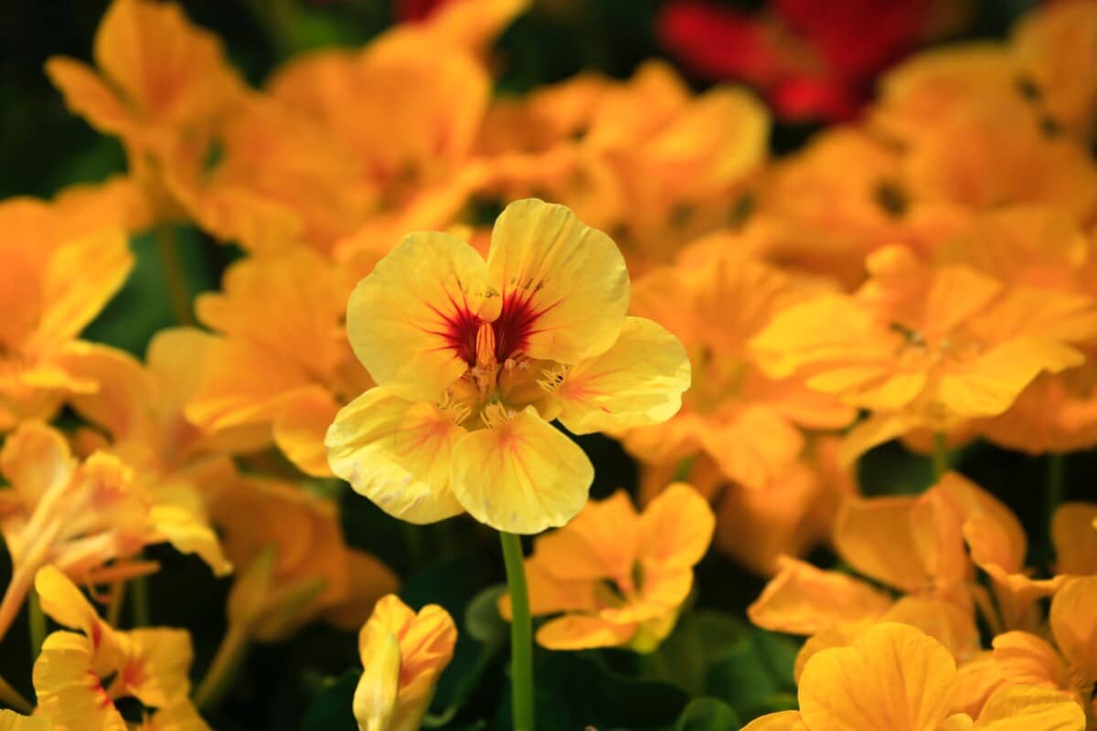 Plant colorful nasturtium in your garden for a bright yellow pop of color