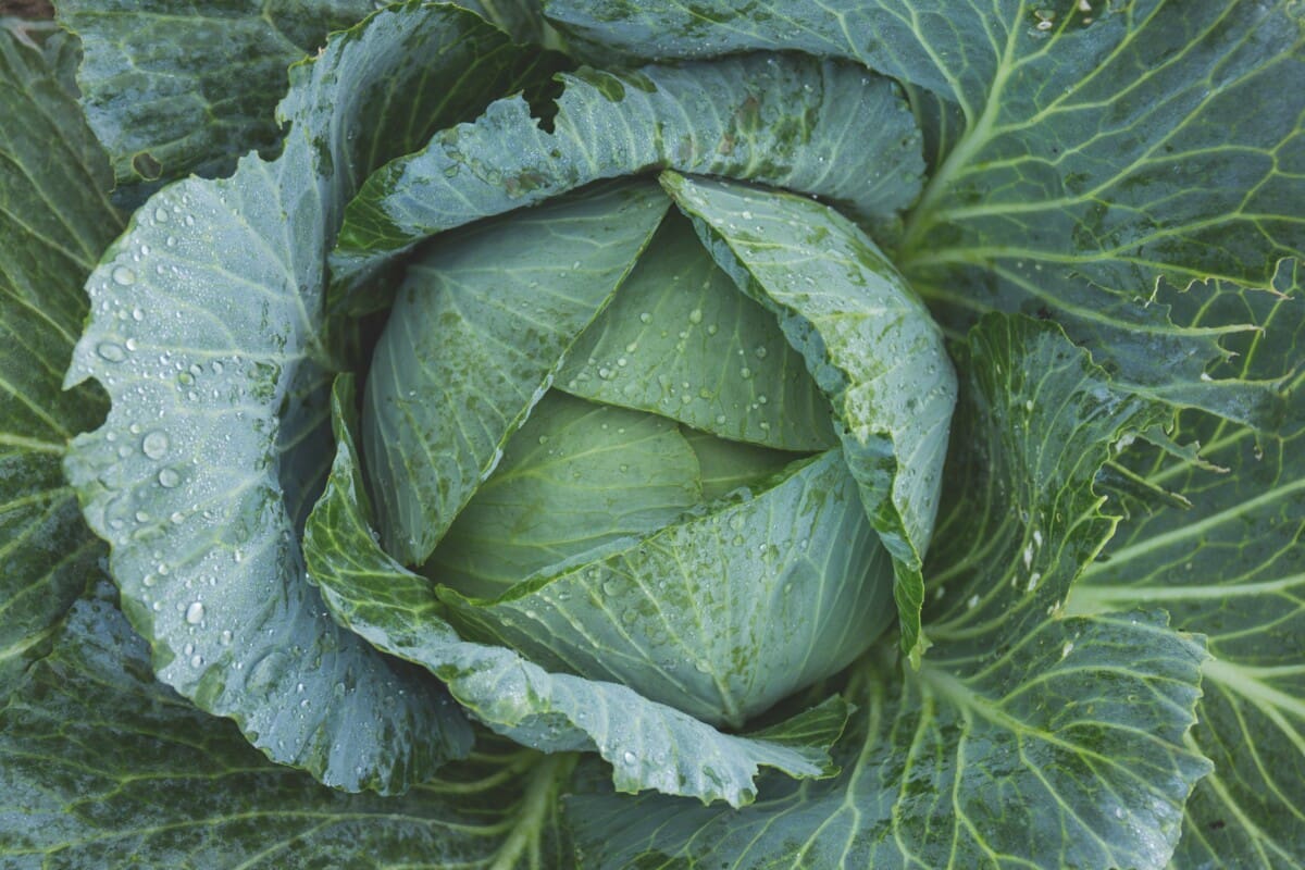 This beautiful green cabbage is winter friendly and can tolerate cold.
