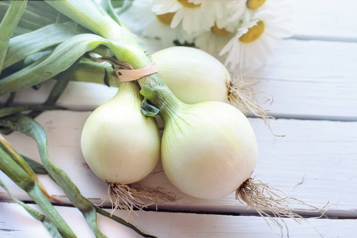 Onions Are Like Magic in your garden - grow beautiful white onions to deter pests this year!