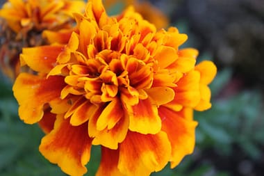 Magic With Marigolds - beautiful orange and yellow flowers add a pop of color and help control bugs in the garden.