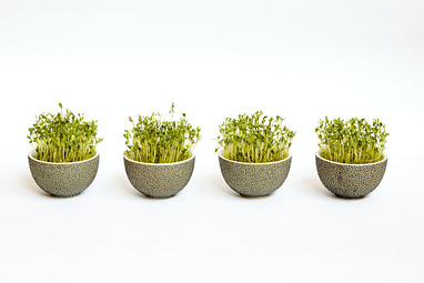 Learn to grow microgreens this year like these beautiful green greens in small containers.