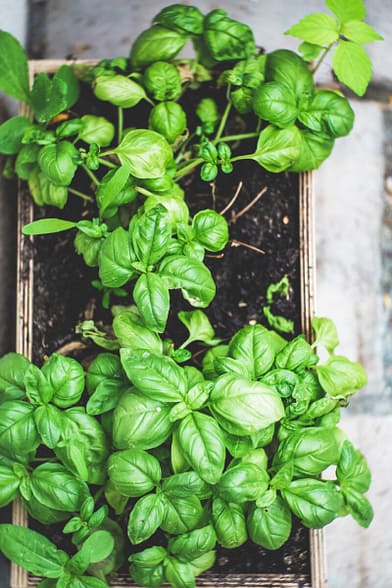 Basil is easy to grow and will grow faster the more we trim it. If it's time to trim back your basil, consider making basil salt. Adds a fresh kick to any dish!