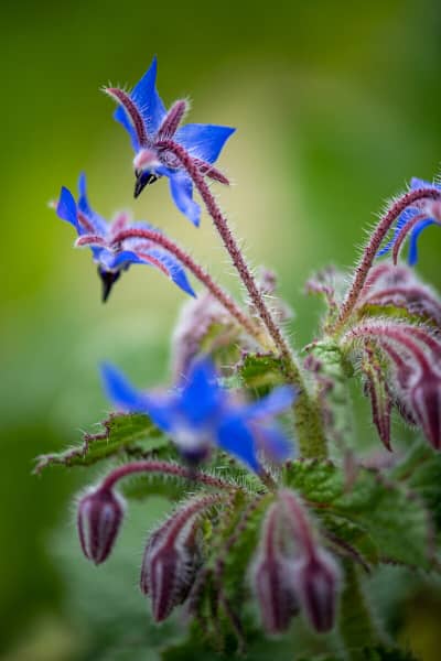 the beautiful blue flowers of the borage plant are edible flowers