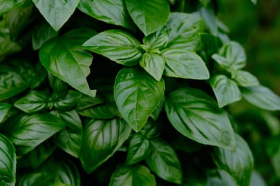 Do you have too much basil growing? Maybe a basil forest? Time to trim the basil forest and make basil powder! Basil powder is great for any tomato-based dish.