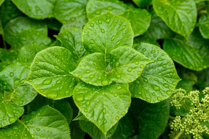 Grow mint for a wonderful cup of tea. Vibrant green peppermint leaves have small water droplets.