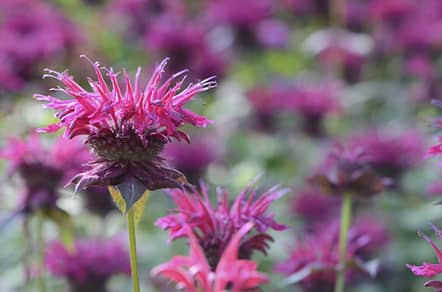 Grow What Pollinators Love beautiful purple bee balm