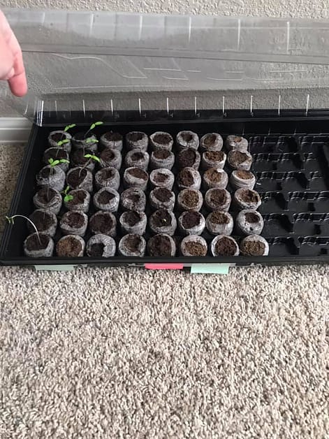 Black plastic seed starter tray with sprouted seeds