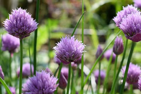 the beautiful purple flowers of green chives are edible flowers