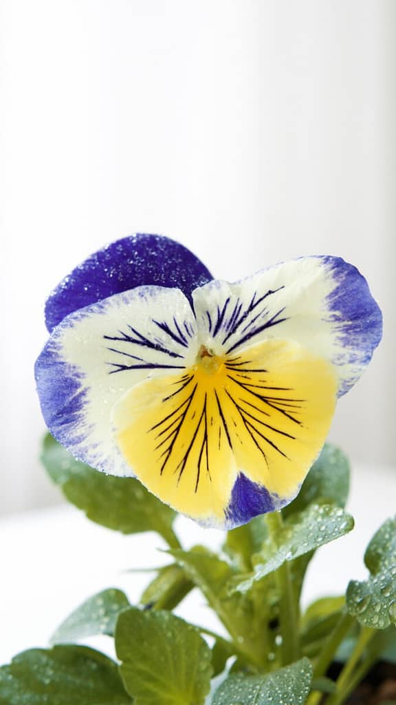 Grow pansies in a variety of colors like this blue, white and yellow variety.