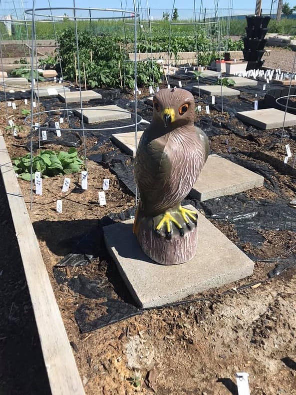 Hawk in garden to scare off animals