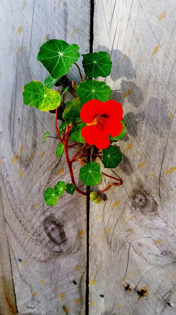Plant colorful nasturtium in your garden for a red pop of color