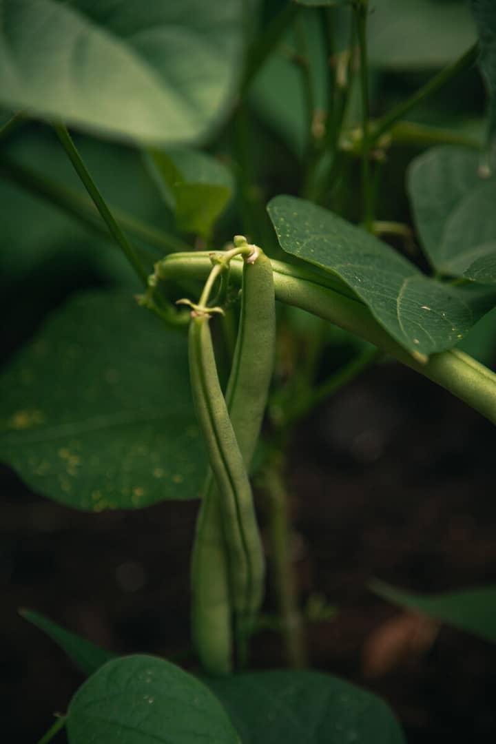 seize your summer garden and grow beans this year.