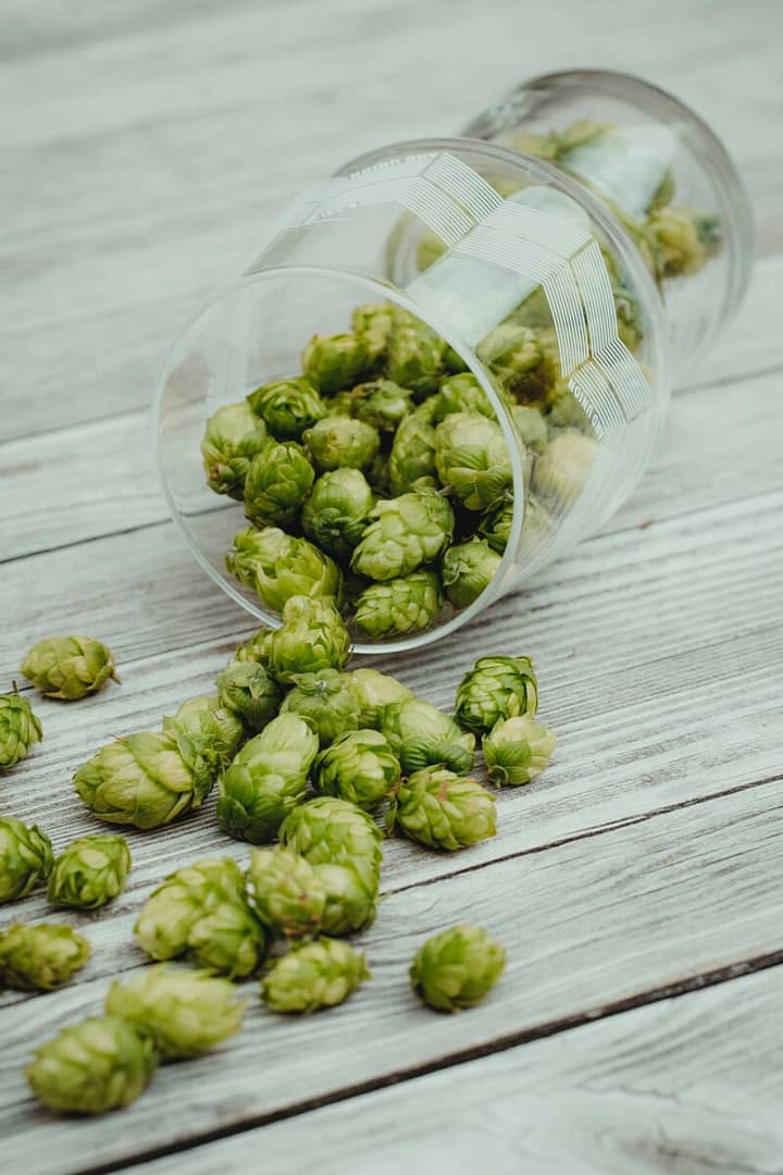 Fresh hops sit on the counter are ready for making your own hop water.