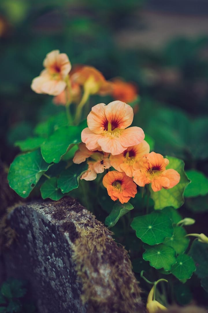 Plant colorful nasturtium in your garden for a pink and orange pop of color