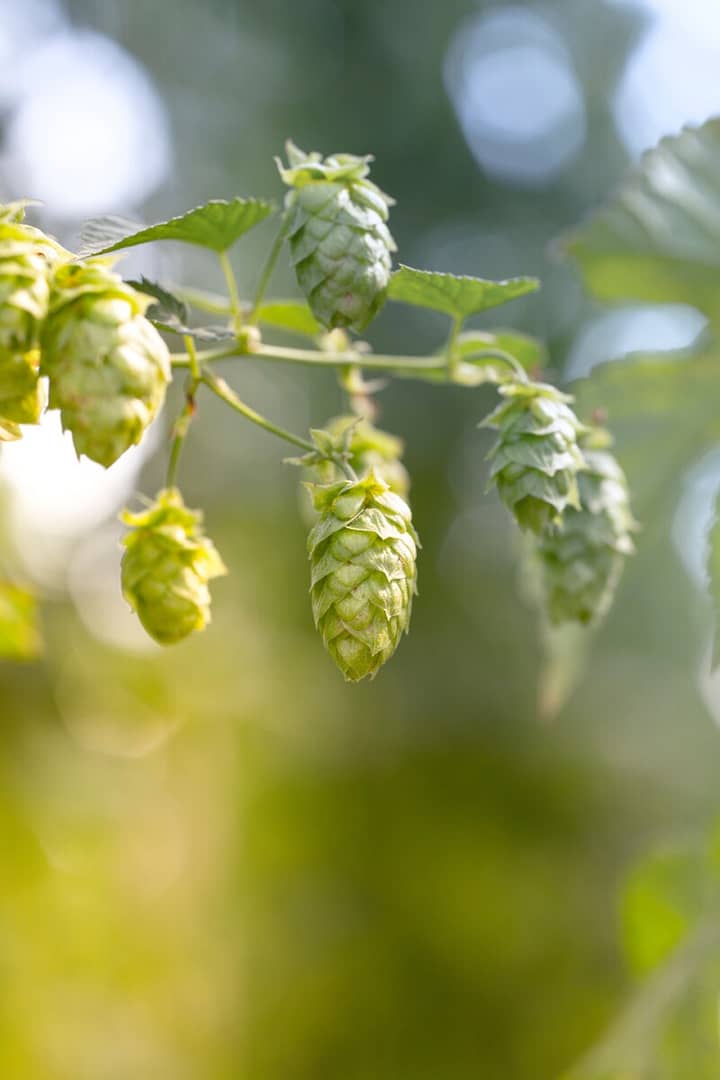 Use hops to make your own hop water for a refreshing summer drink.