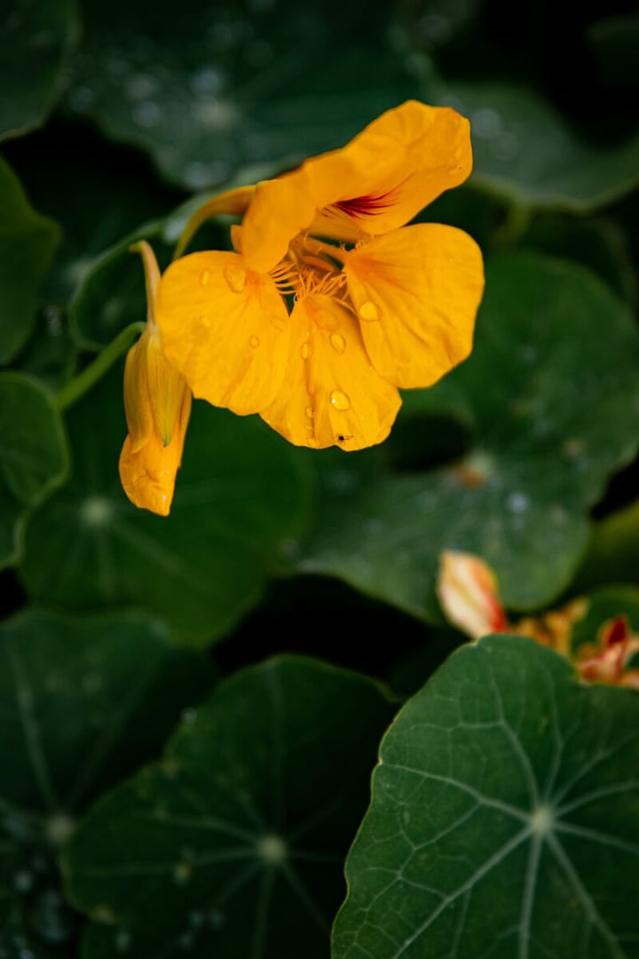 Plant colorful nasturtium in your garden for a bright yellow pop of color