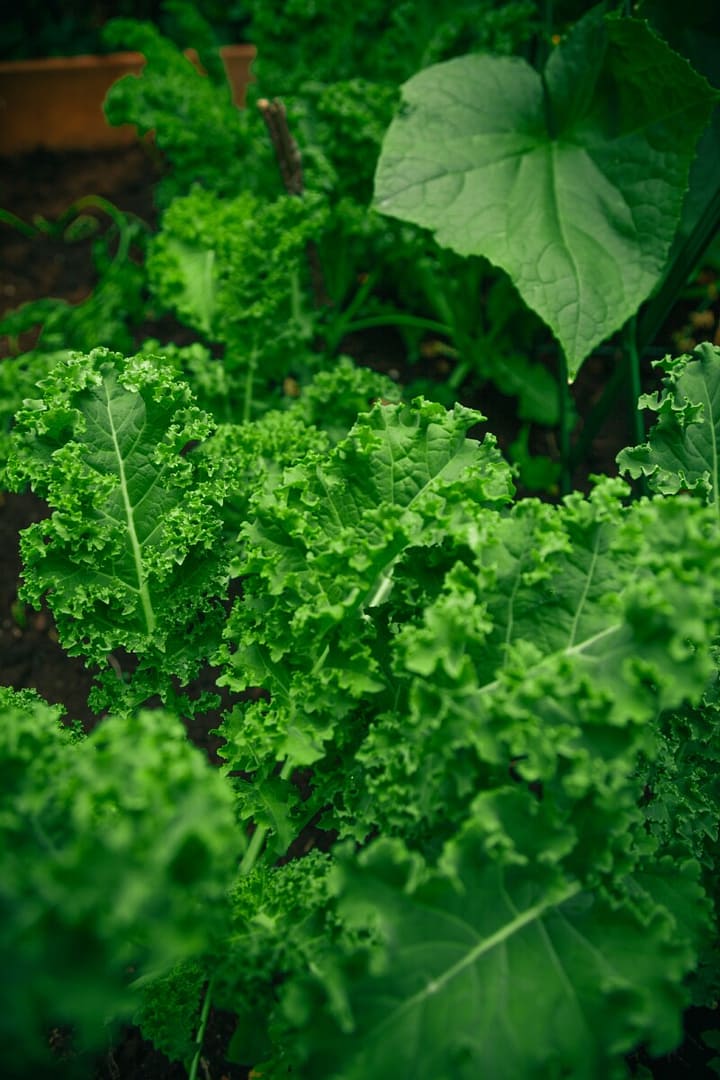seize your summer garden by growing dark green kale.