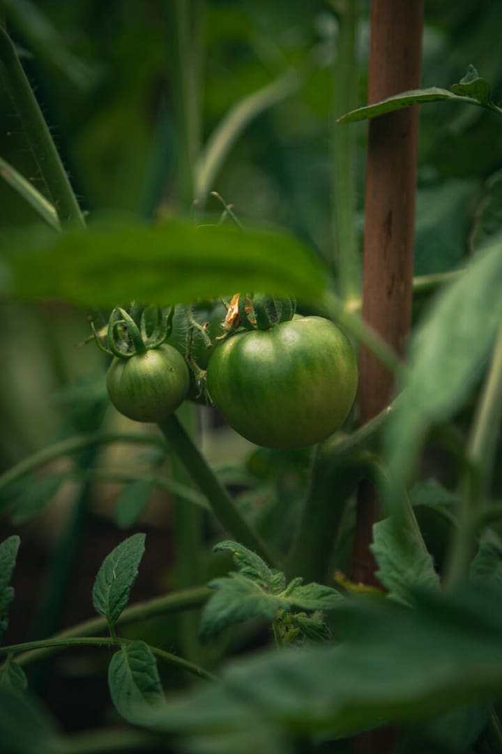 Dark green tomatoes will ripen over time. Tomatoes are a great addition to seize your summer garden.