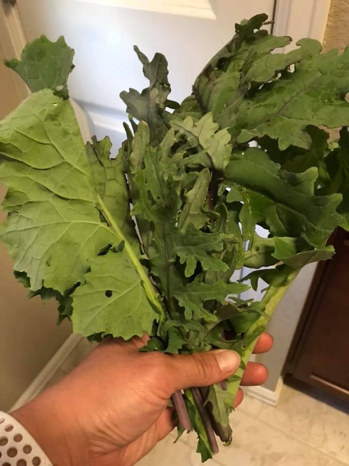 fresh kale from the garden