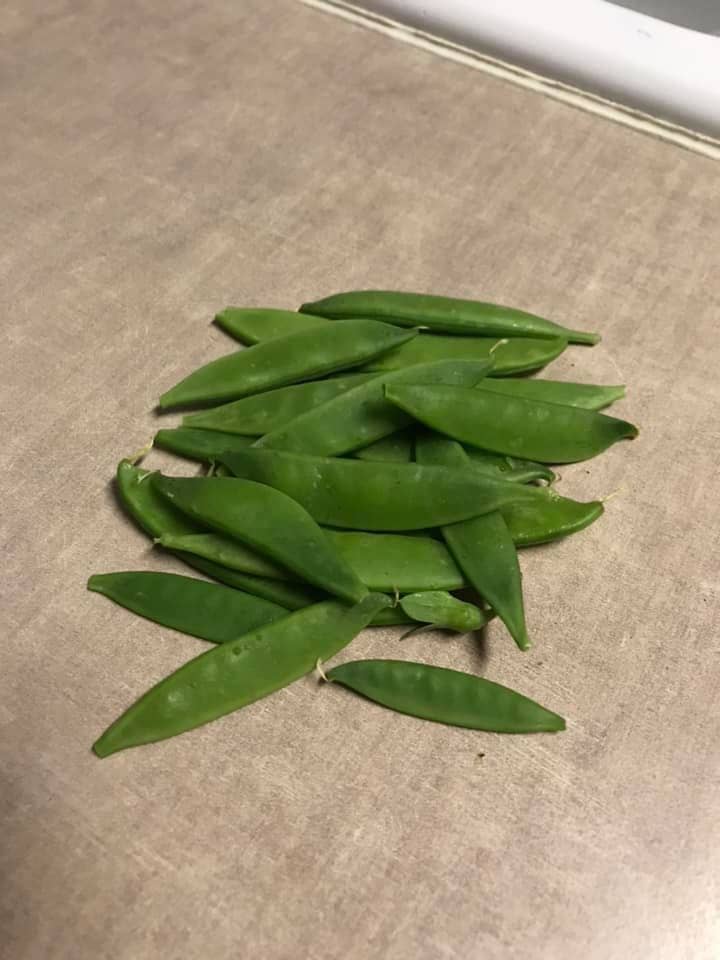 first snap pea of the season from the urban garden