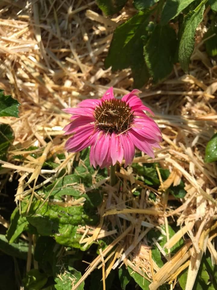 pink echinacea attracts bees
