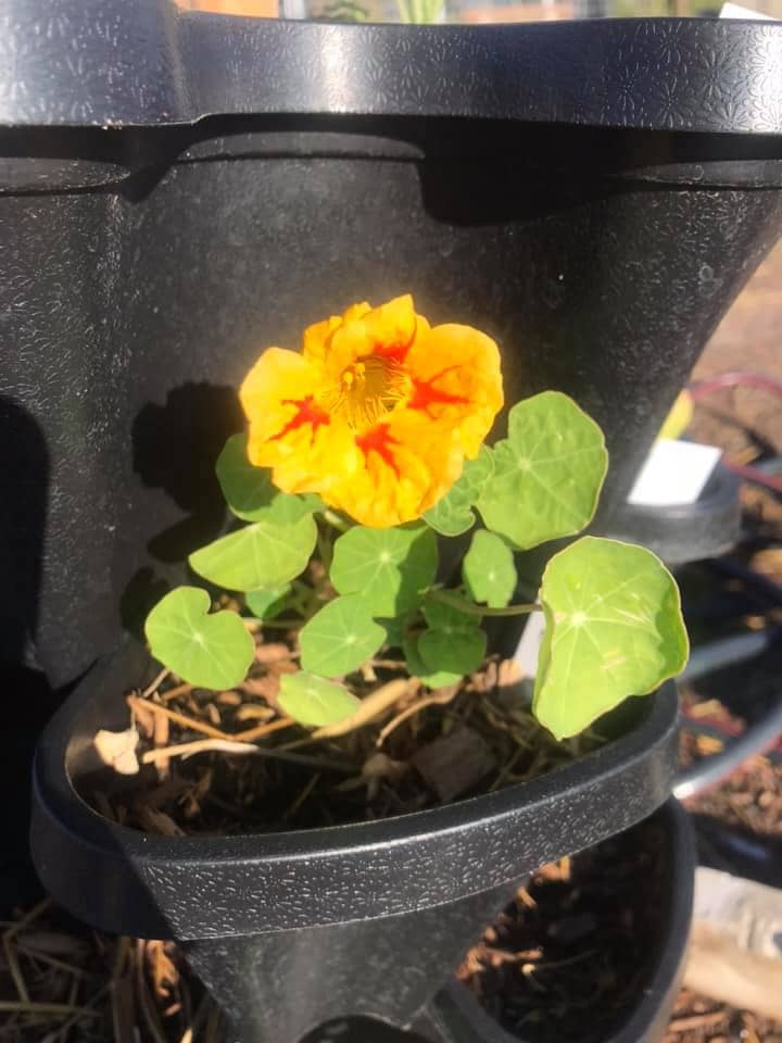 A beautiful yellow and orange nasturtium sit in a Mr. Stacky against green leaves in the urban garden