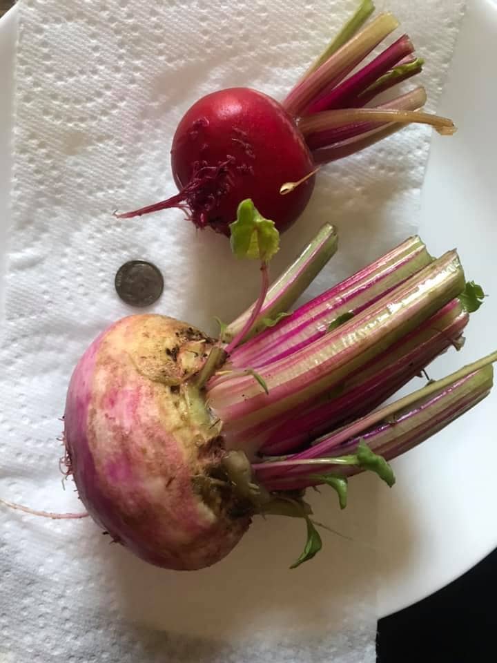 washed beets from the urban garden are ready for cooking!