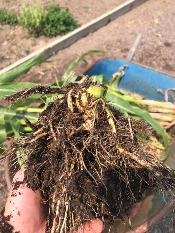 Corn root that has been pulled out of the ground
