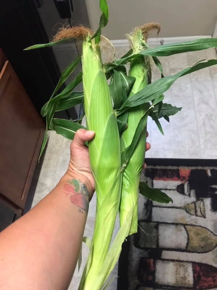 Fresh picked corn from the garden with green colored leaves and brown tassels
