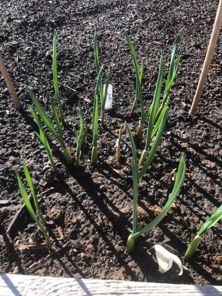 Spring planted garlic grows