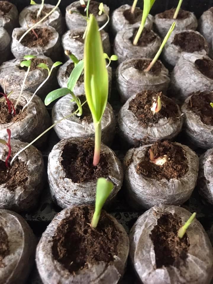 Corn sprouts in greenhouse