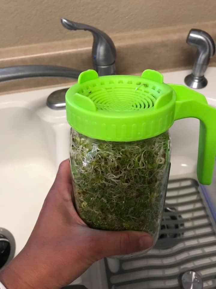 Sprouts growing in jar