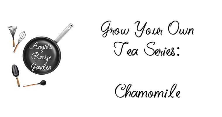 Complete Your Garden By Adding Chamomile