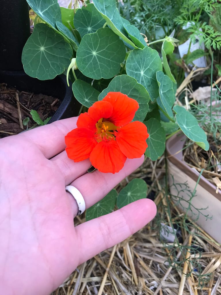 Bright Red Nasturtium Flower really stands out against the green nasturtium leaves