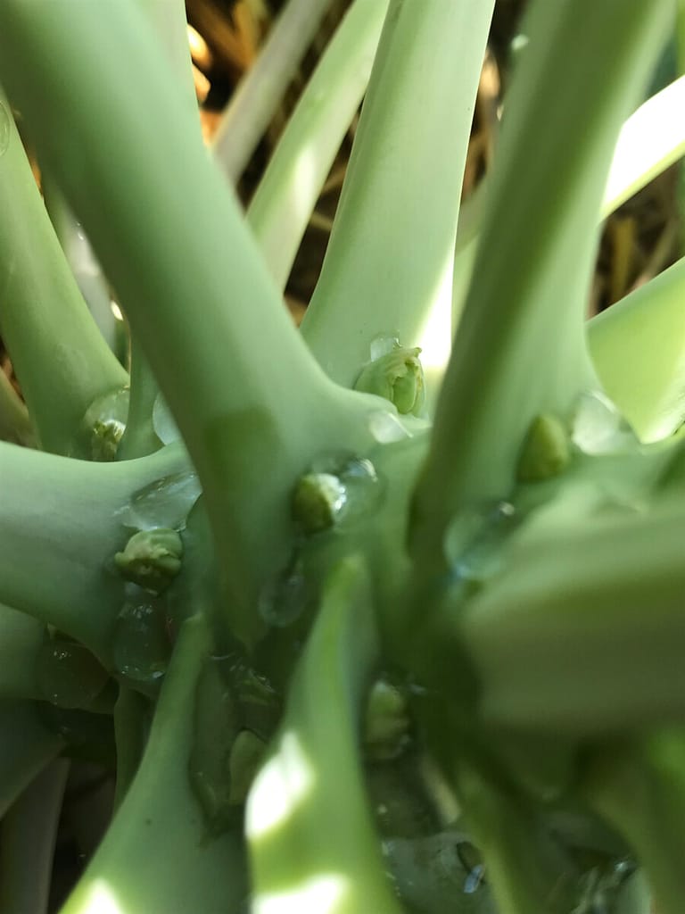 Angie's Recipe Garden shows brussel sprout growth