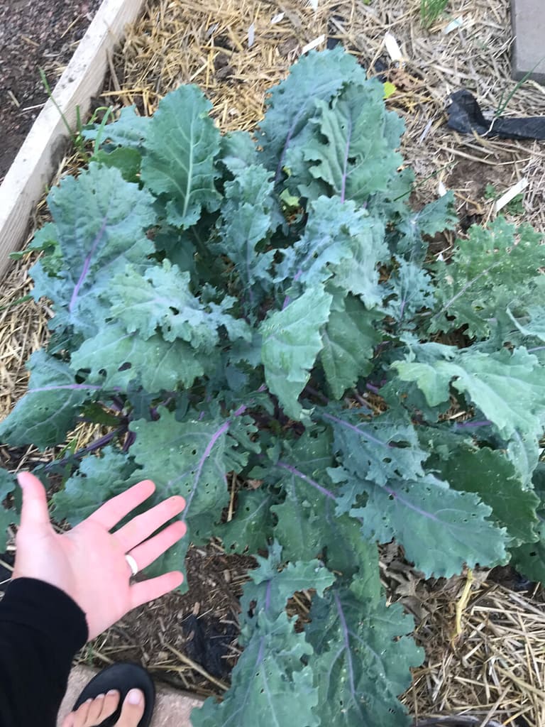Angie shows how large her kale is in late summer