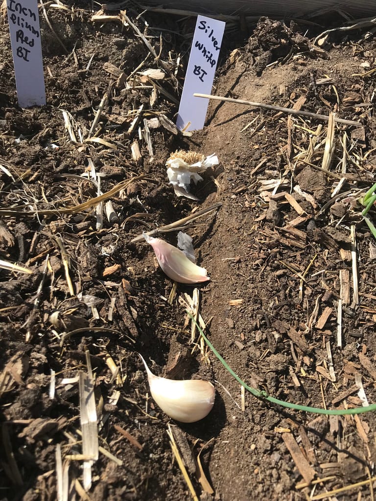 Angie's Recipe Garden shows how to plant garlic in the garden